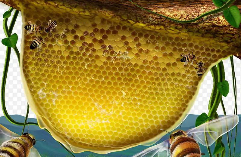 蜂蜜蜂窝