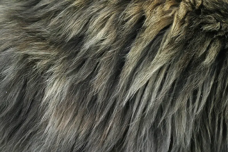 动物灰棕色长毛