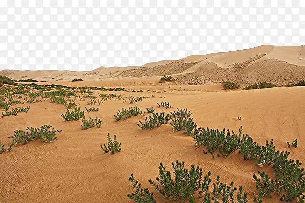 沙漠中的植物