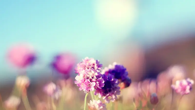 淡紫色的花卉唯美素材