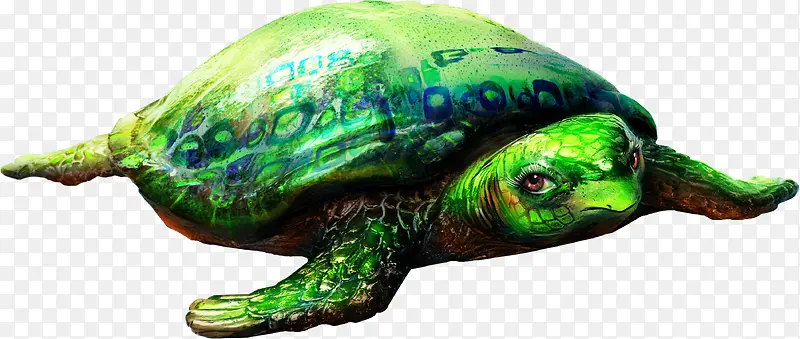 海龟png免费下载