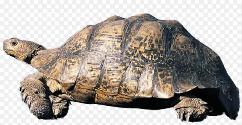 长寿海龟