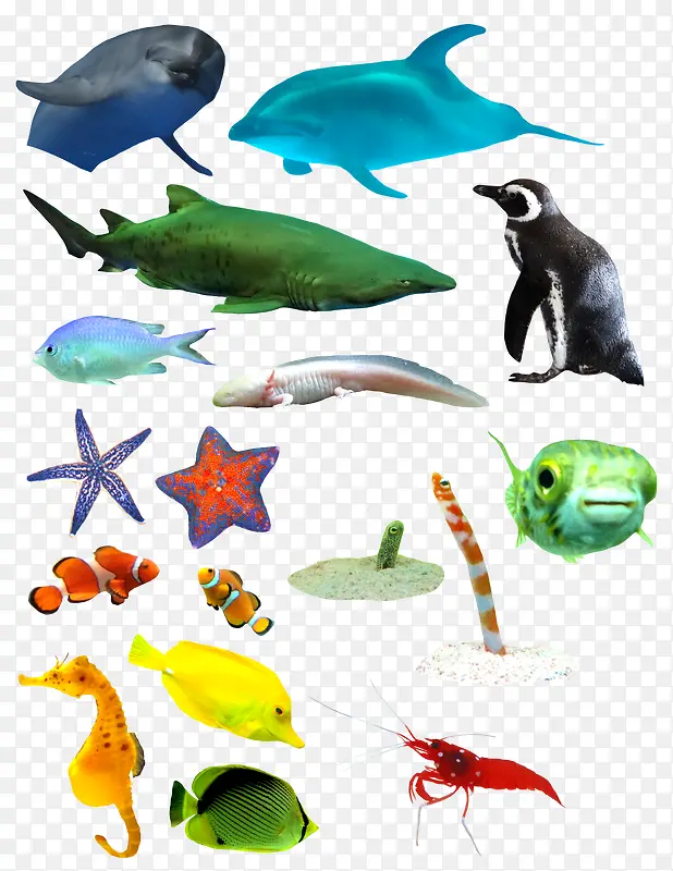 海洋里的各种哺乳动物和鱼类