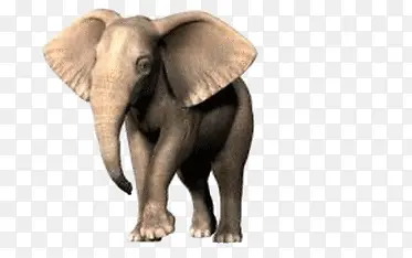 行走中的大象正面