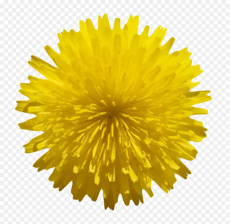 黄色鲜艳的茂盛的一朵大花实物