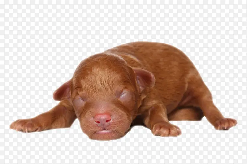棕色可爱躺着的贵宾犬狗实物