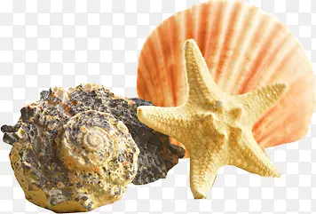 海星贝壳海螺图片素材