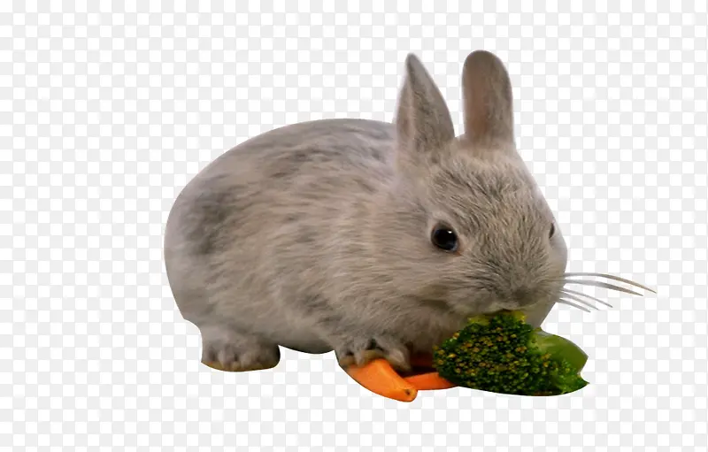 可爱兔子吃东西png