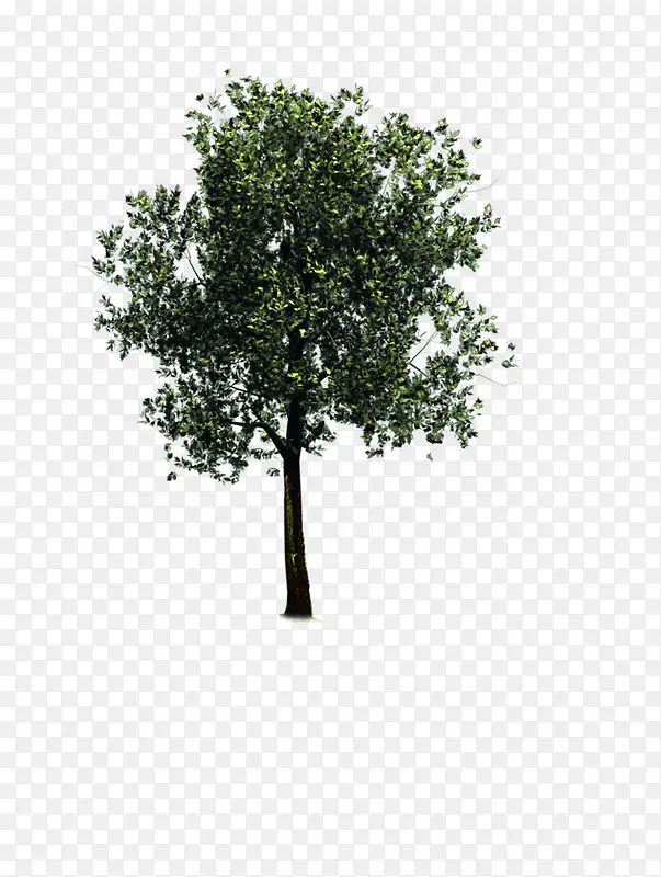 一棵树简图