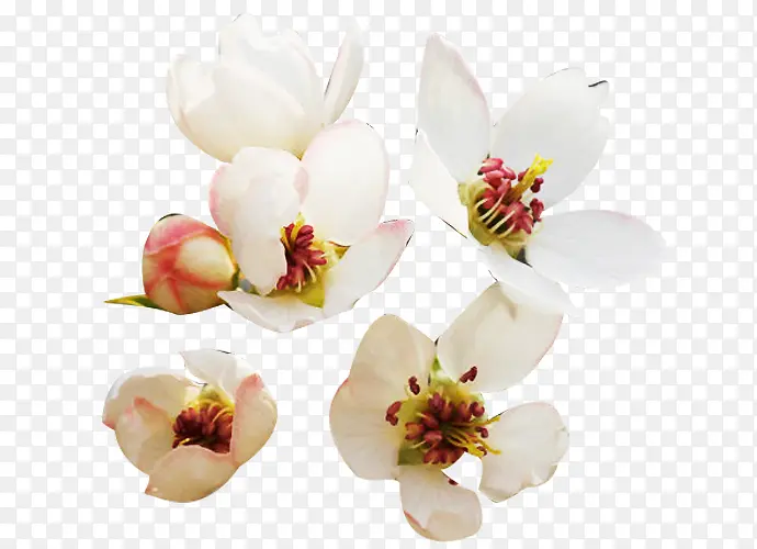 新鲜梨花花瓣图片素材