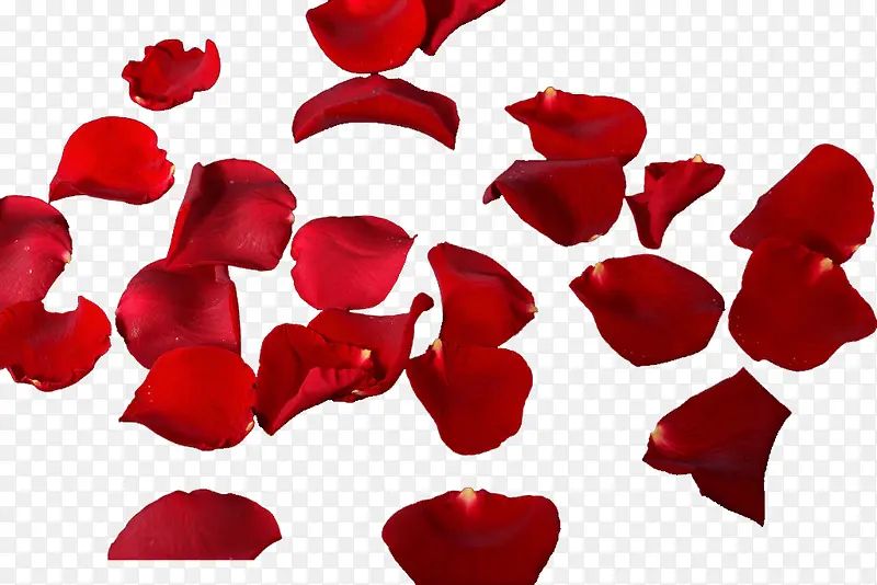 红色新鲜玫瑰花瓣