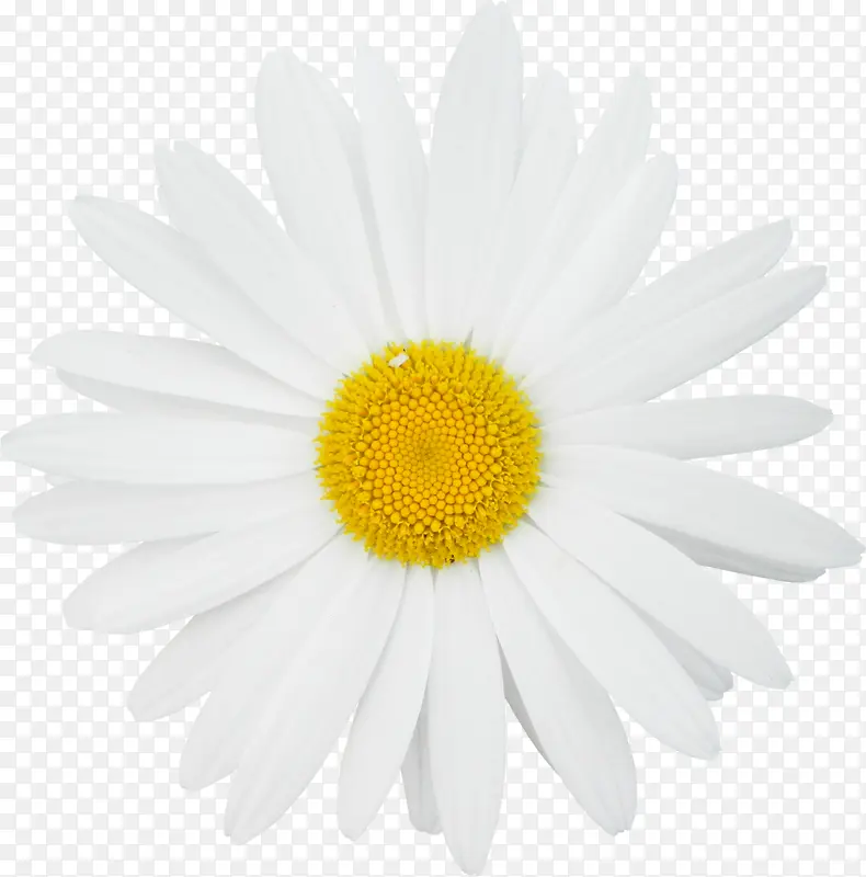 白色花瓣黄色花蕊
