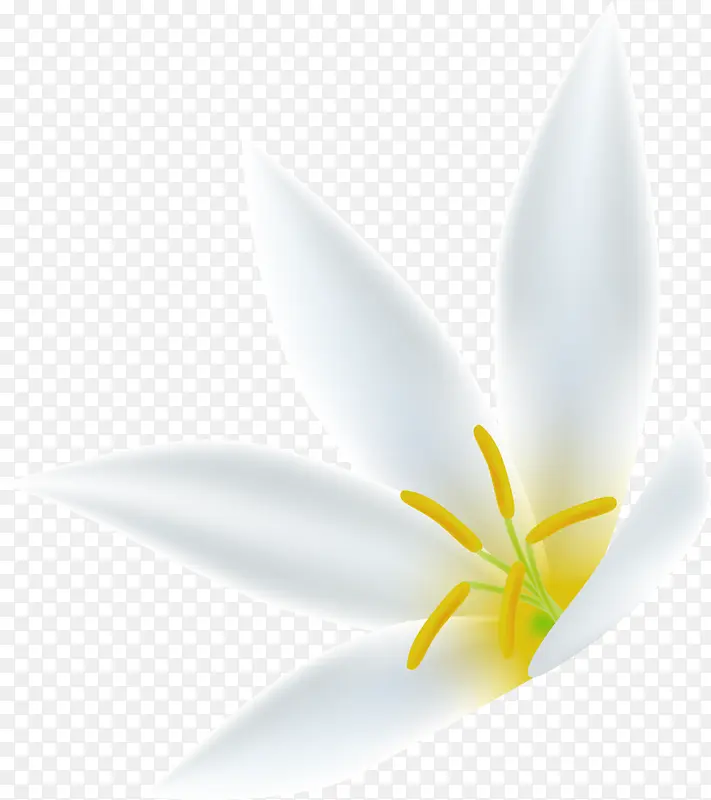 纯洁白色栀子花
