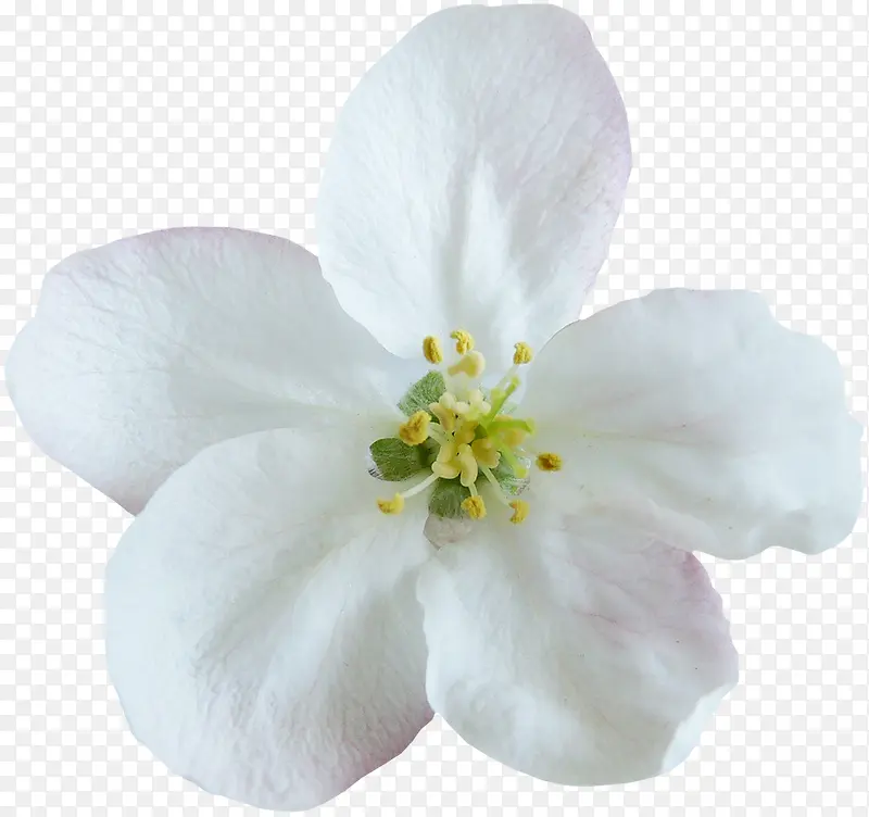 白色清新花朵
