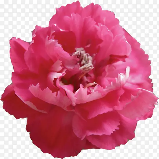 粉色高清盛开康乃馨花朵