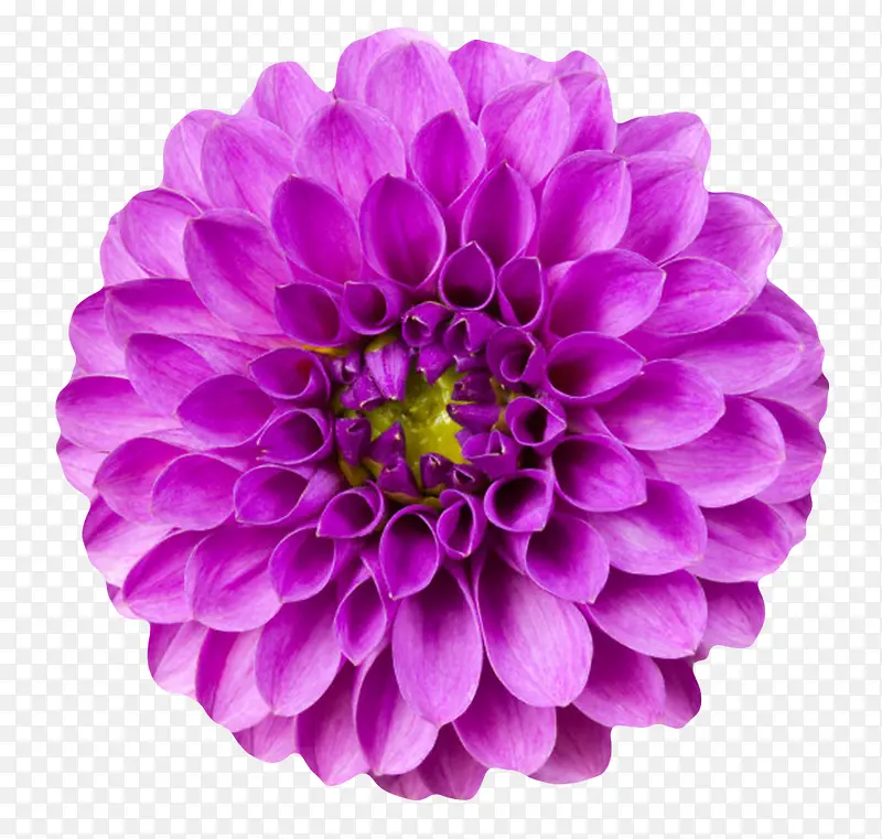 紫色植物盛开卷着的一朵大花实物