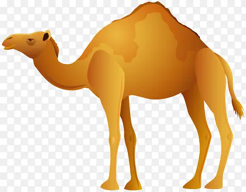 黄色骆驼