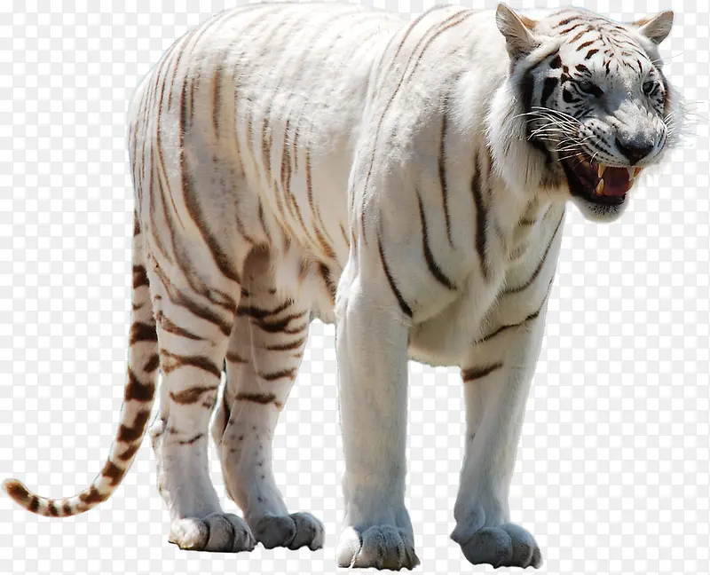 白色条纹老虎
