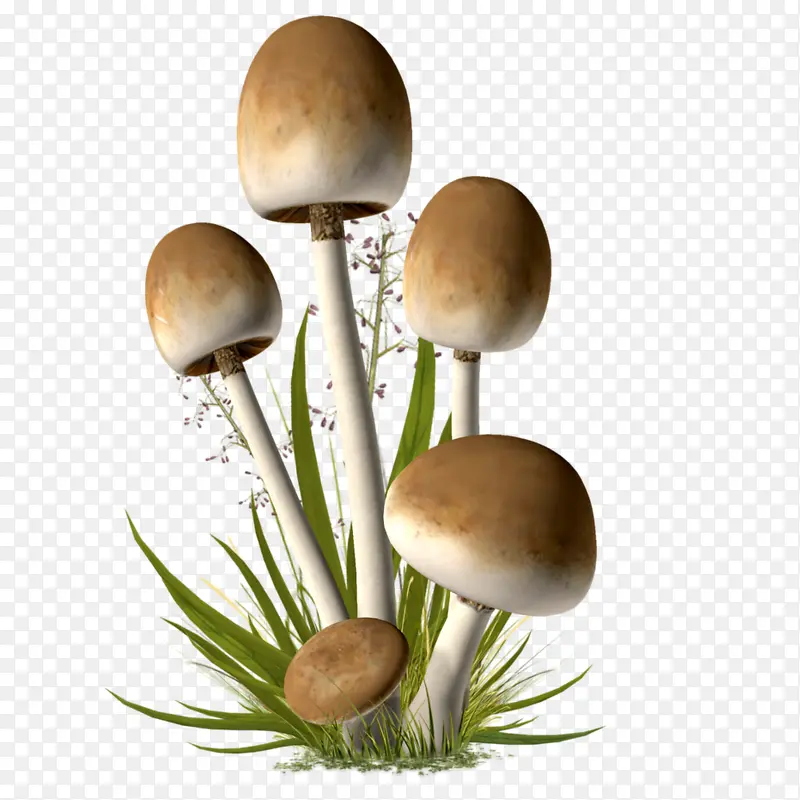 蘑菇矢量图
