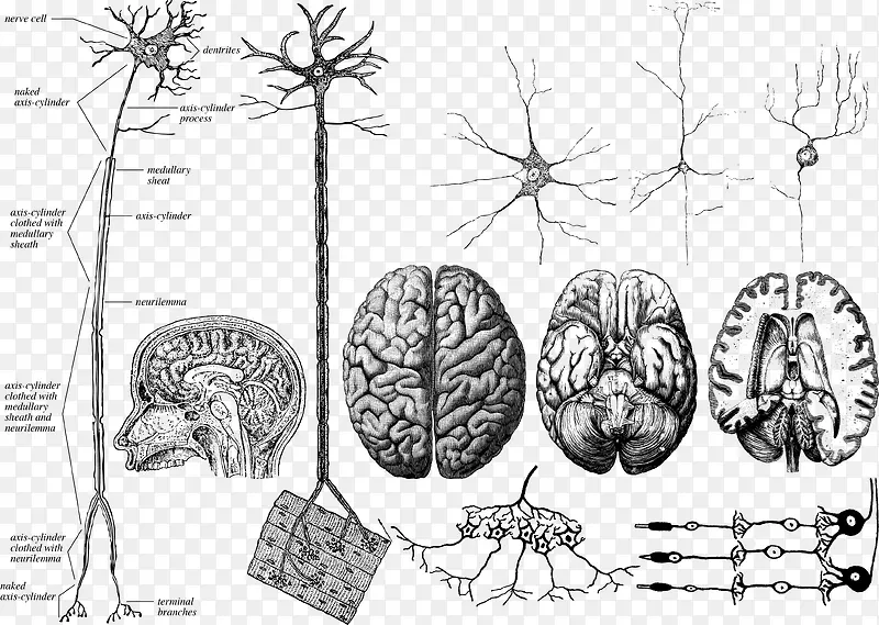 手绘大脑神经系统