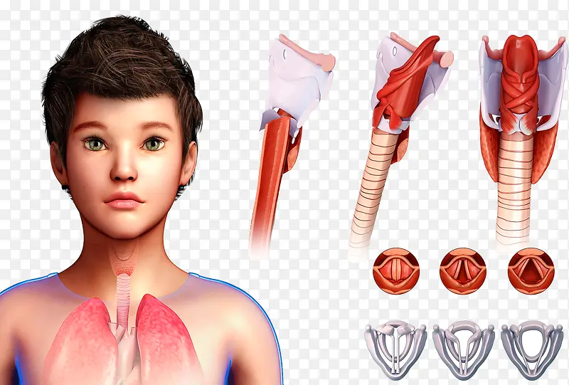 儿童呼吸系统插图
