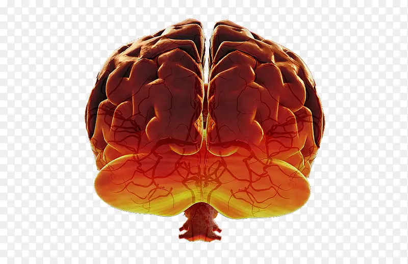 大脑血管分布