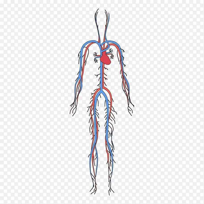 人体血循环系统