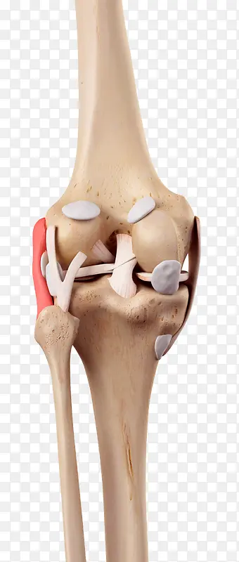 人体膝关节模型