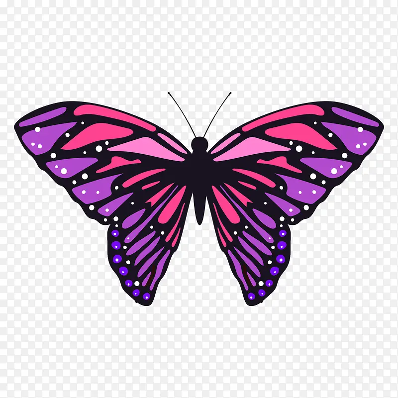 紫红色的点状蝴蝶