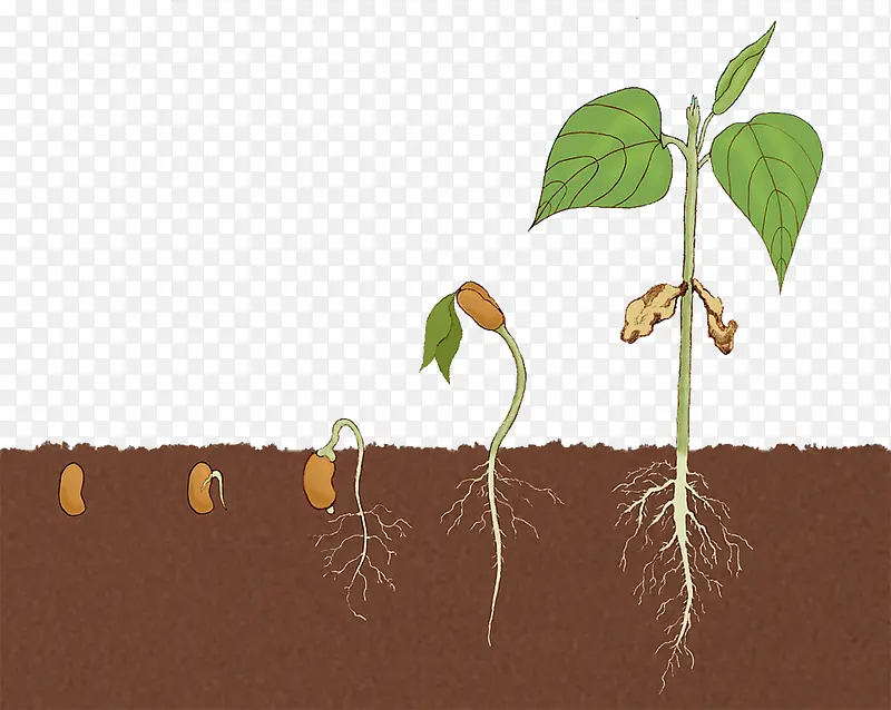 豆子发芽阶段