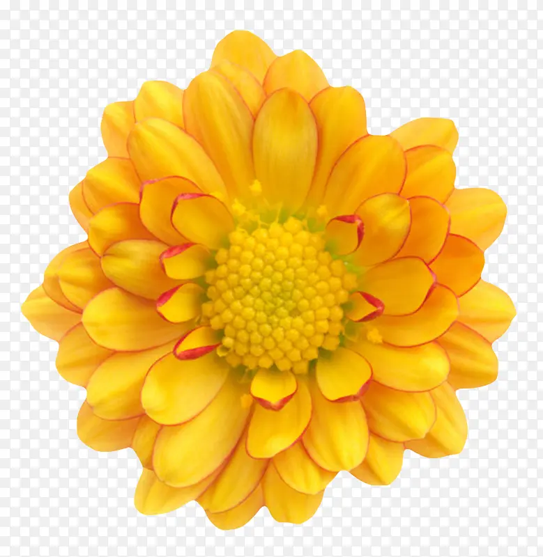 黄色植物黄色花蕾的一朵大花实物