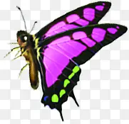 紫色斑纹蝴蝶蝴蝶