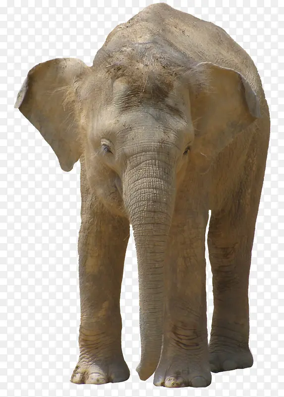 可爱的幼年亚洲象