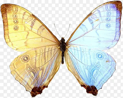 彩色蝴蝶标本
