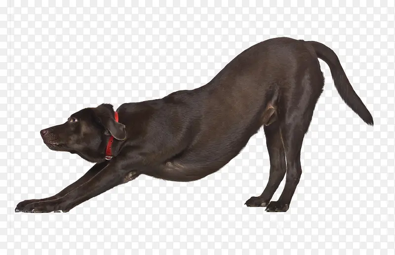 褐色拉布拉多犬