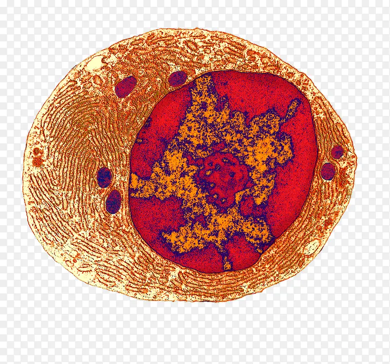 彩色细胞核结构