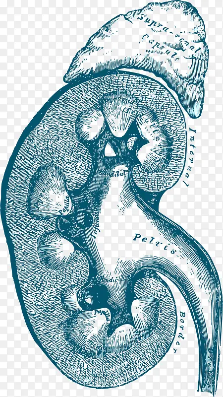 蓝色手绘肾脏器官