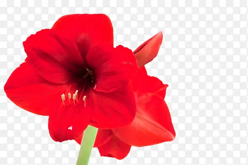 大红色花朵实拍元素