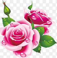 粉色手绘花朵露珠植物