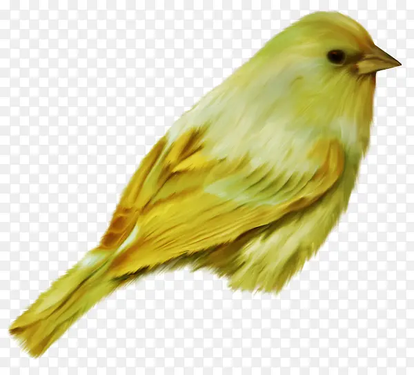 黄色顺毛小鸟