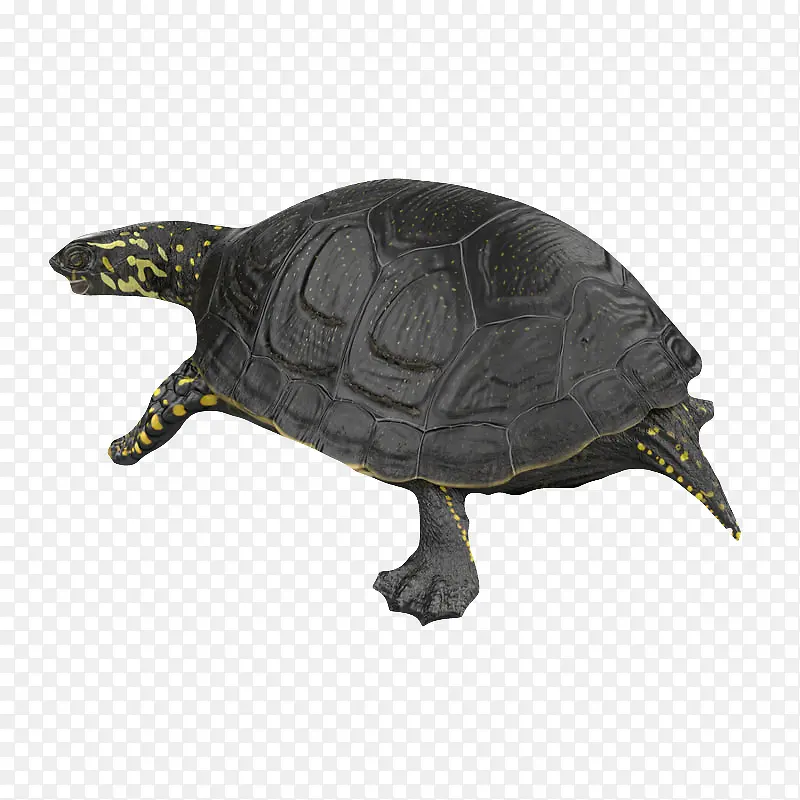 黑色龟壳乌龟陆龟