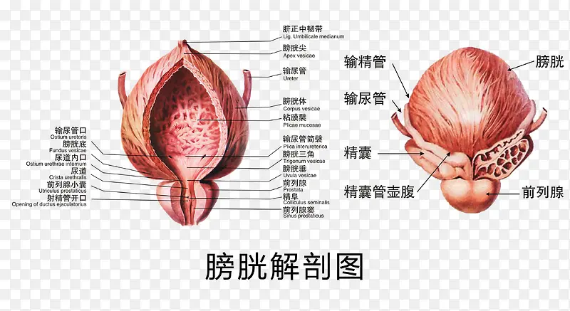 膀胱解剖图素材