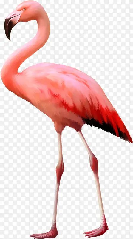 粉色鸵鸟