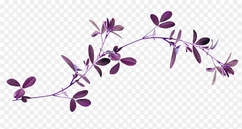 紫色漂亮枝叶