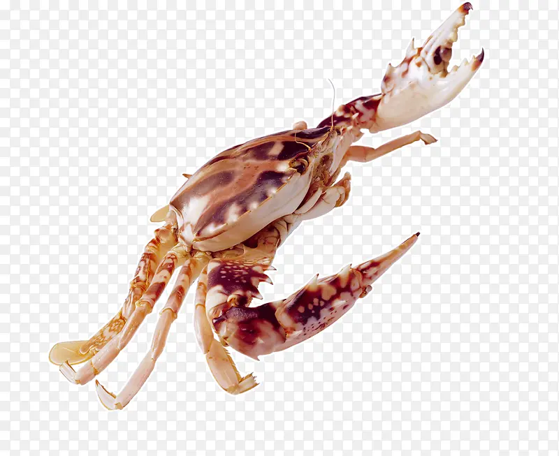 深海螃蟹