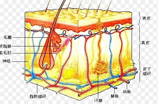 乳腺结构图