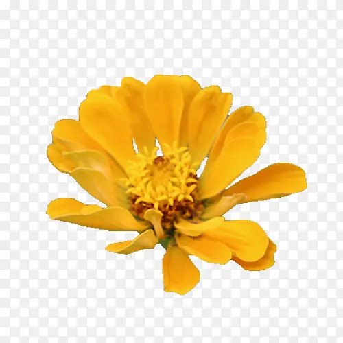 黄色金盏菊花