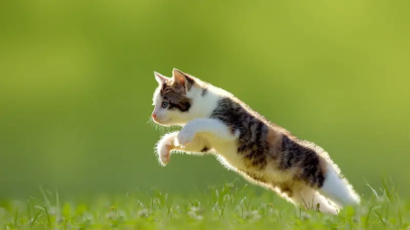 清新绿草地跳跃的小猫