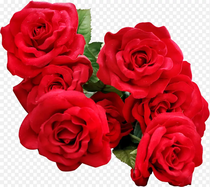 妖媚的红色玫瑰花丛