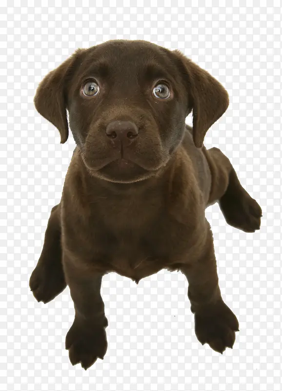 巧克力拉布拉多犬